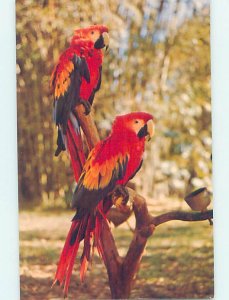 Chrome ANIMALS SCENE Naples - Near Fort Myers Florida FL AH4898