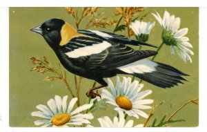 Birds - Bobolink