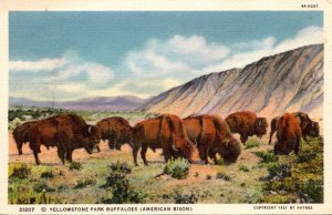 Yellowstone National Park Buffalo Herd American Bison Curteich