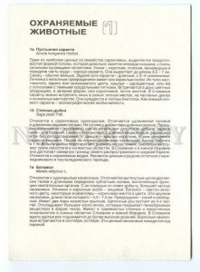 152668 INSECTS Acrida hungarica Herbst Old PC