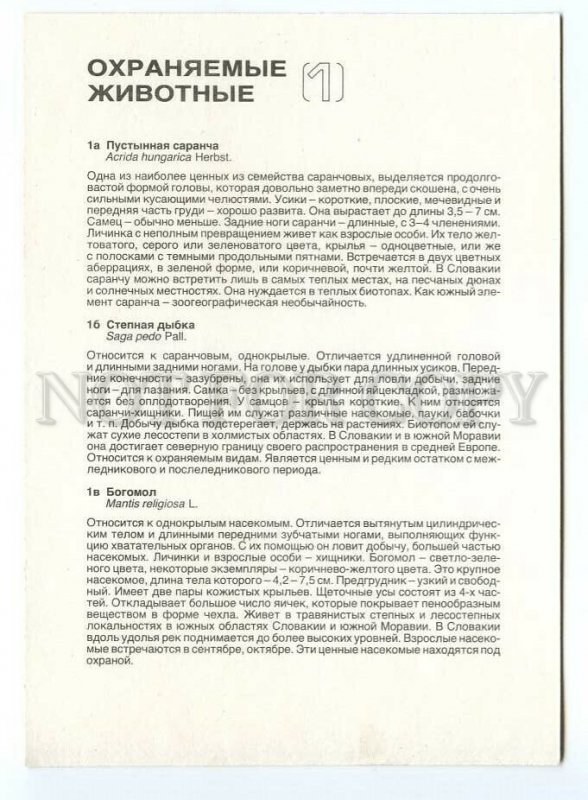 152668 INSECTS Acrida hungarica Herbst Old PC