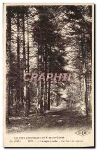 Old Postcard Jura Champagnole A Wood Trees