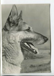 465694 USSR 1961 year photo of Eric Tylinik dog German Shepherd postcard