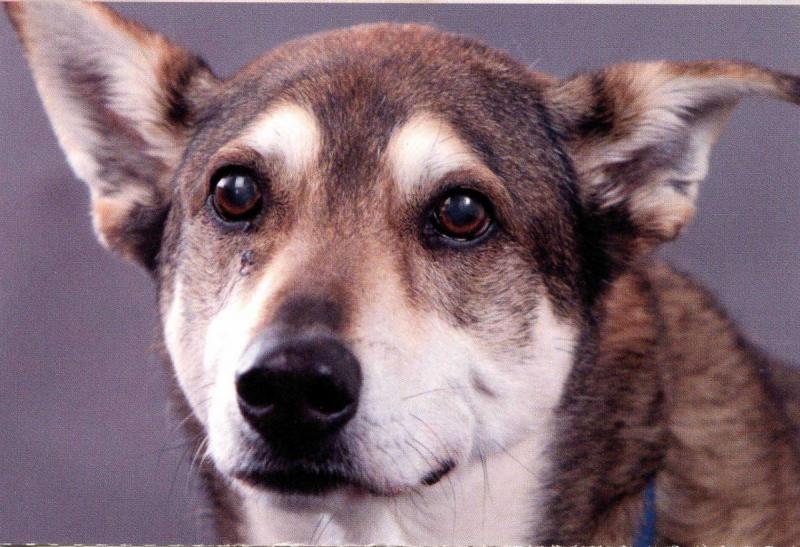 Brindle Colored Dog