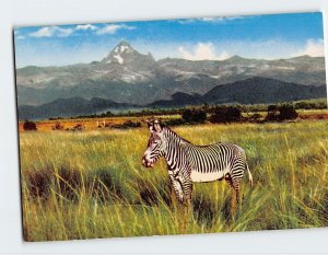 Postcard Zebra, African Wild Life