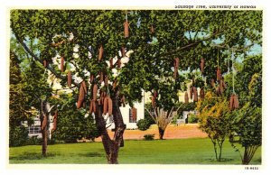 Postcard SCHOOL SCENE Sausage Tree Hawaii HI AP3979