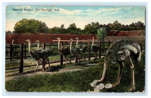 Ostrich Farm Hot Springs AR Arkansas Postcard (DT5)