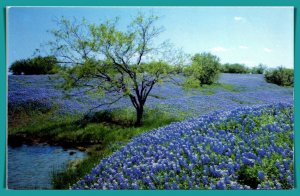 Texas, Ennis - Bluebonnet Trail - [TX-138]