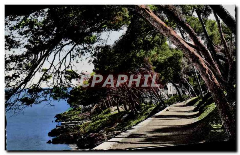 Old Postcard Menton Undergrowth in Cap Martin