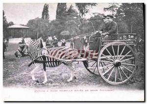 Postcard Old Hitch Zebre a dress Isabelle brown striped African Garden of Par...