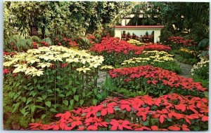 Postcard - Poinsettia Display, Missouri Botanical Garden - St. Louis, Missouri