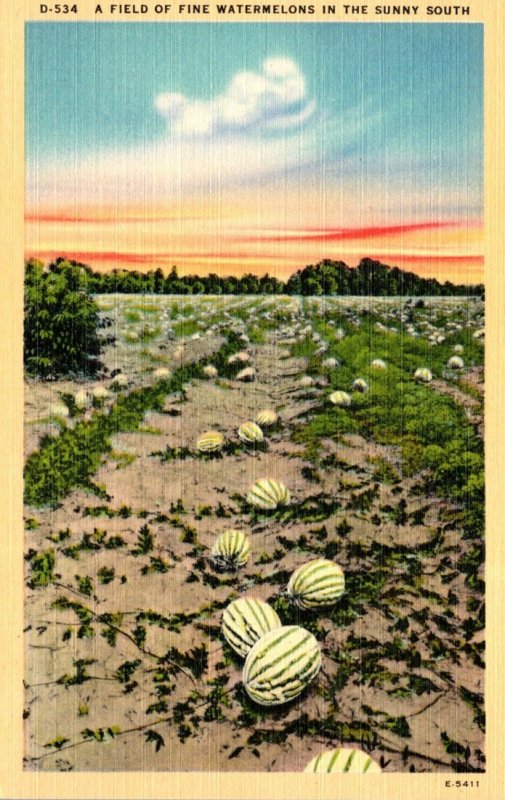 A Field Of Fine Watermelons In The Sunny South
