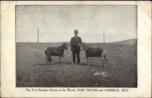 Two Smallest Horses in the World Tom Thumb & Admiral Dot c1910 Postcard