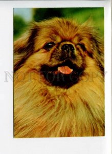 3004567 Cute PEKINGESE Dog Russian Color photo card