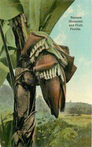 C-1910 Farm Agriculture Drew Florida Artistic Series Postcard 7763