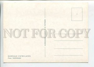 442634 Vietnam bonsai dwarf tree old postcard