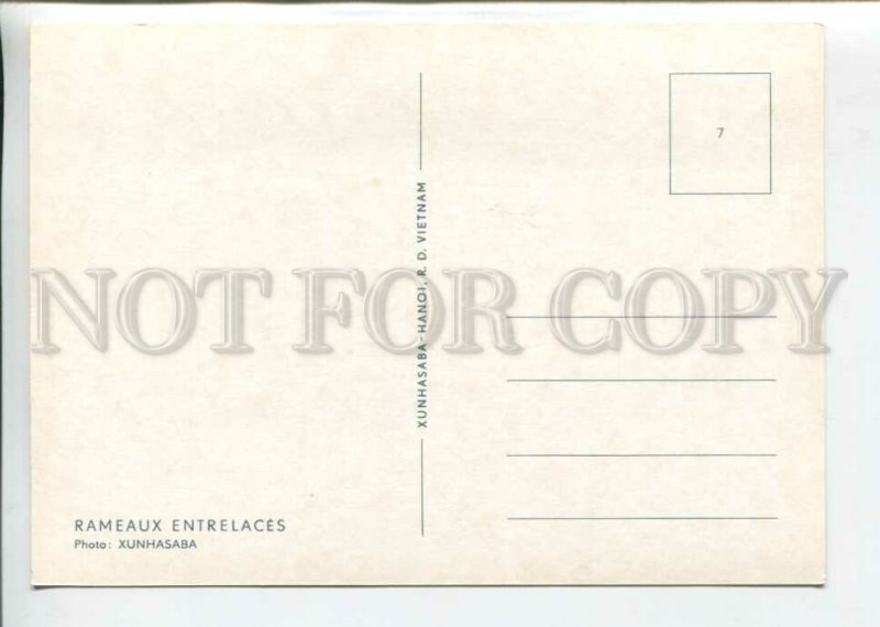 442634 Vietnam bonsai dwarf tree old postcard