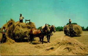 Harvesting Hay Down South 1963