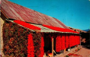Drying Chili Peppers Hanging From Roof 1959 Chrome Postcard
