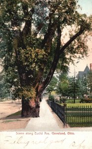 Vintage Postcard 1909 Big Tree Scene Along Euclid Avenue Cleveland Ohio OH
