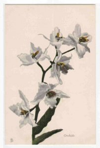 Orchids Flower Tuck 1910c postcard