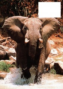 VINTAGE CONTINENTAL SIZE POSTCARD AFRICAN ELEPHANT ON NEW ZEALAND PREPAID