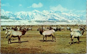 Great Jackson Hole Elk Herd Jackson Wyoming WY Snow Mountains Postcard Dexter