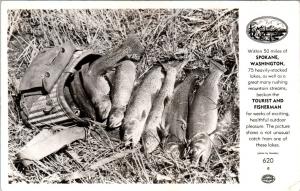 RPPC SPOKANE, WA Washington  CATCH of TROUT & CREEL    c1950s    Postcard