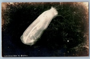 c1910's Jellyfish Underwater Avalon California CA RPPC Photo Antique Postcard