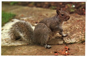Grey Squirrel, St Ives, Huntington, Camb