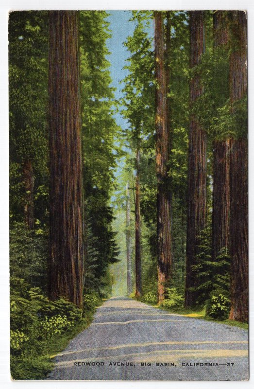 Big Basin, California, Redwood Avenue