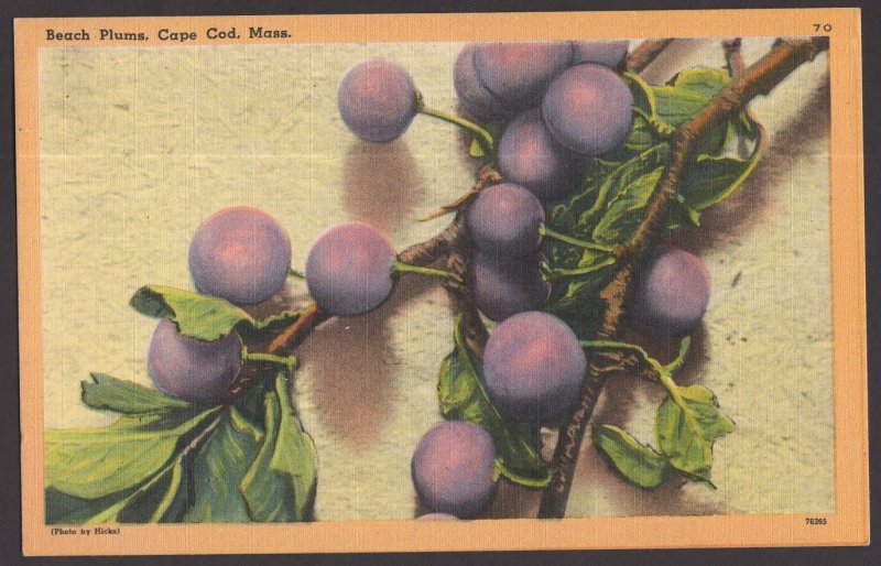 Massachusetts CAPE COD Beach Plums - Jams and Jellies know the World Over Linen