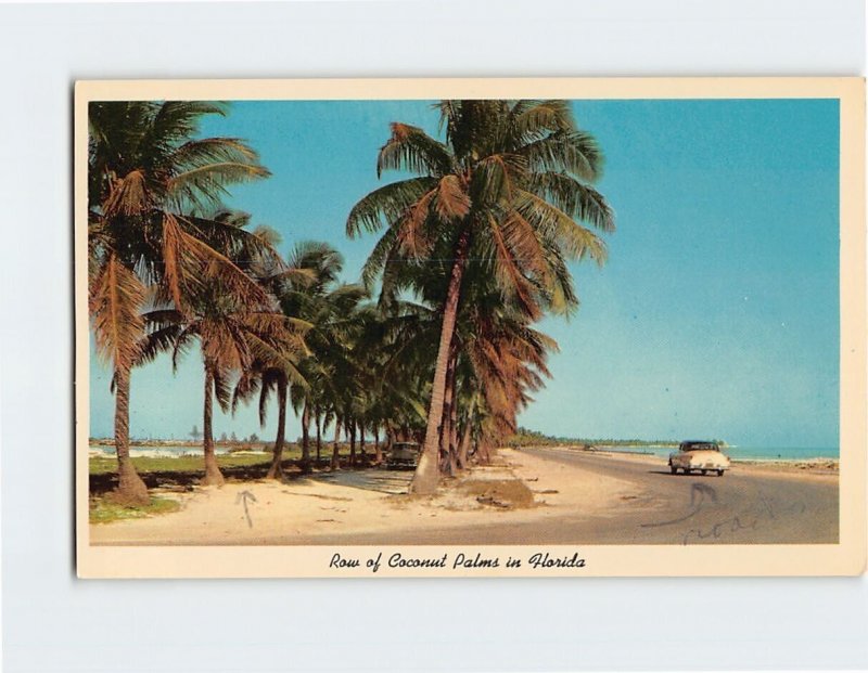 Postcard Row of Coconut Palms in Florida, Key West, Florida