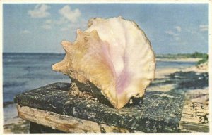 PC JAMAICA, CONCH SHELL, Vintage Postcard (b40011)