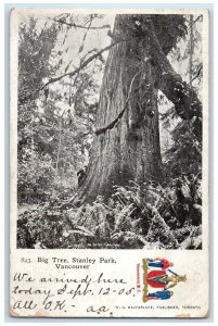 1905 Big Tree Stanley Park Vancouver British Columbia Canada Posted Postcard