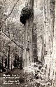 Vtg 1950s Muir Woods Burl on Redwood Tree California CA RPPC Real Photo Postcard