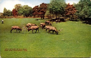 New York Zoological Park Part Of Elk Herd