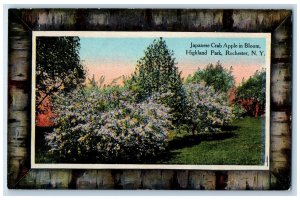 c1910 Japanese Crab Apple in Bloom Highland Park Rochester New York NY Postcard