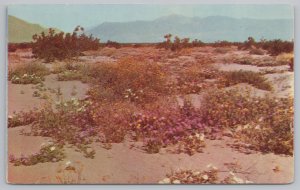 State View~Desert Wild Flowers Bloom In Southern Nevada~Plastichrome~Vintage PC