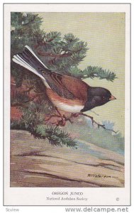 AS: R. T. Peterson, Bird, National Audubon Society, Oregon Junco, 1920-1930s