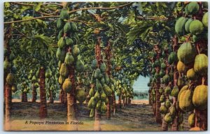 Postcard - A Papaya Plantation in Florida