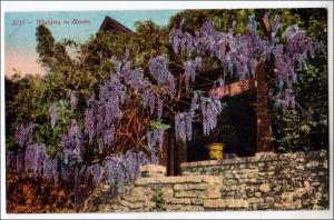 Wistaria in Bloom