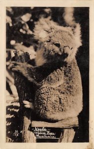 Koala Native Bear Australia Bear Paper on back paper glued on back  side