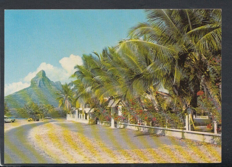 Mauritius Postcard - Tamarind Trees, Tamarin Village   T4377