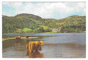 Highland Cattle, Loch Achray, Scotland, United Kingdom Mailed Postcard