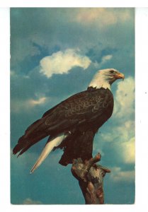 Birds - American Bald Eagle