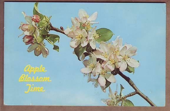 posted 1963 apple blossom time postcard
