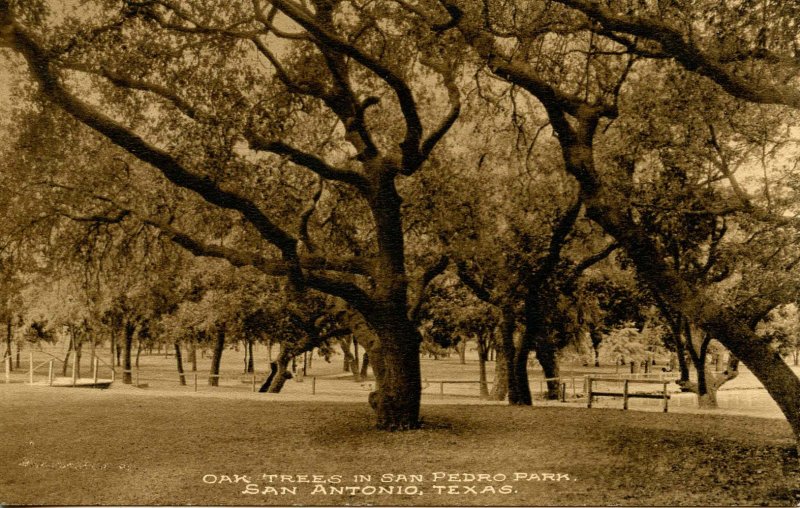 TX - San Antonio. San Pedro Park, Oak Trees