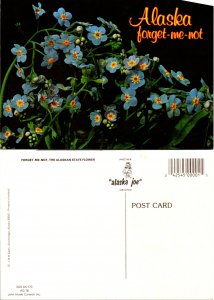 Alaska forget-me-not (14412