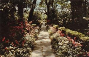 Alabama Mobile Azalea Lined Path In Bellingrath Gardens